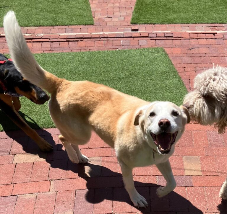 Happy guest at The Pet Ranch, photo 198