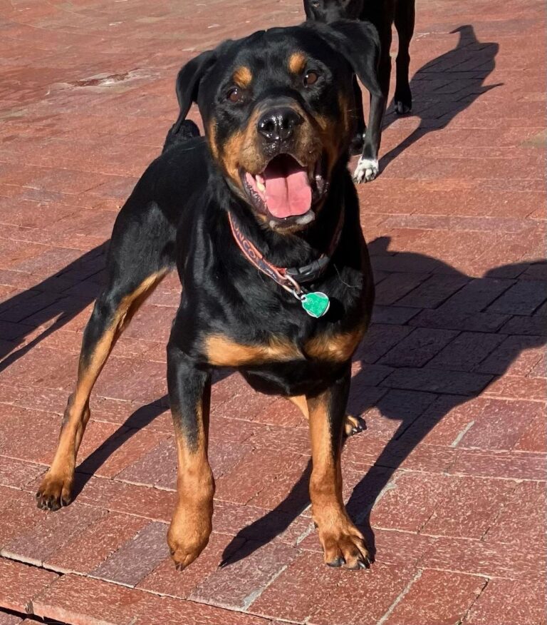 Happy guest at The Pet Ranch, photo 199