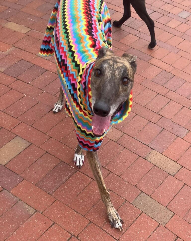 Happy guest at The Pet Ranch, photo 200