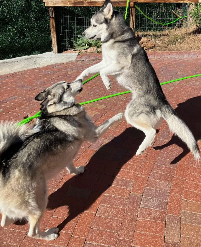 Happy guest at The Pet Ranch, photo 201