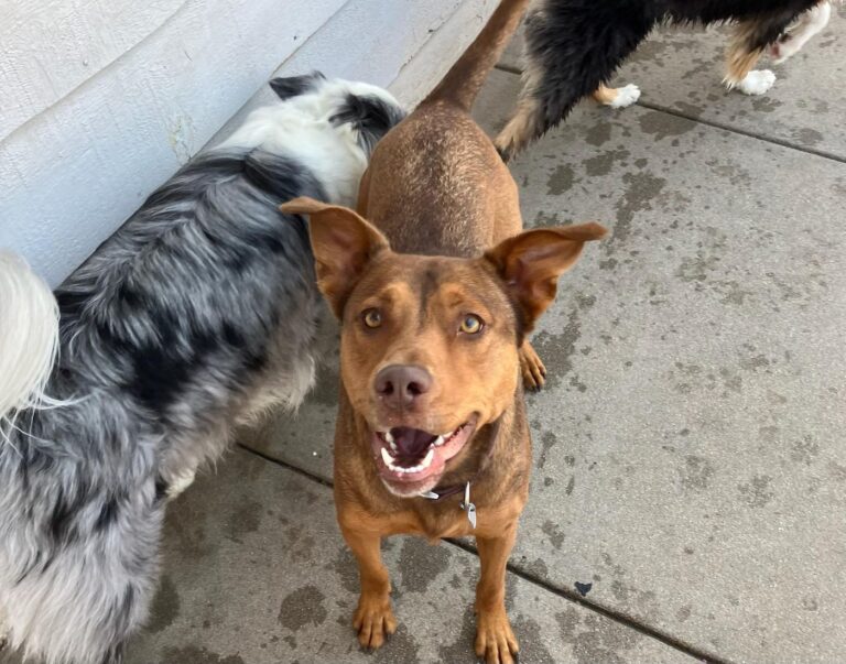Happy guest at The Pet Ranch, photo 203