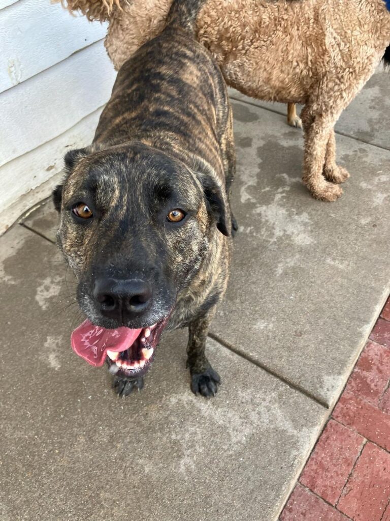 Happy guest at The Pet Ranch, photo 204